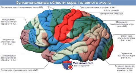 Аудиторные функции коры головного мозга: обработка и анализ звуковой информации