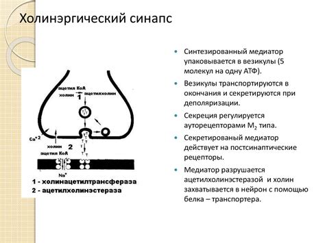 Ацетилхолин: физические свойства и структура