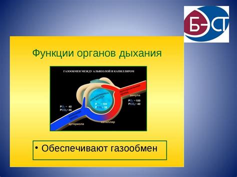 Аэробное дыхание клеток