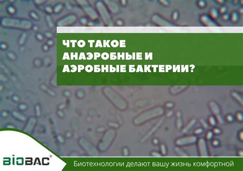 Аэробные и факультативно анаэробные микроорганизмы: различия и сходства