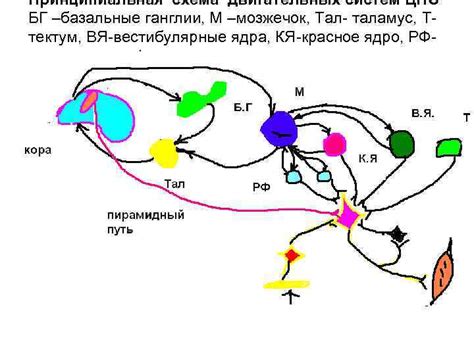 Базальные ганглии: регуляция двигательной активности