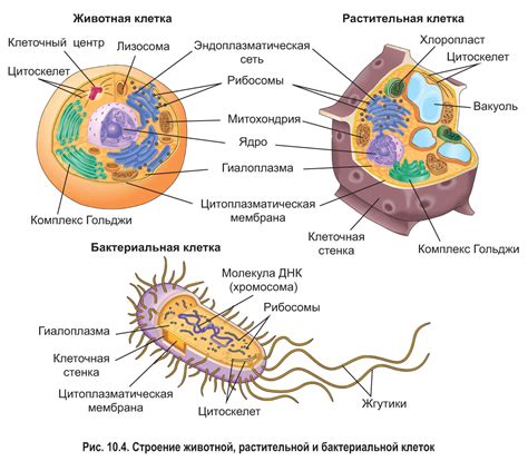 Бактериальная клетка: основные структуры и функции