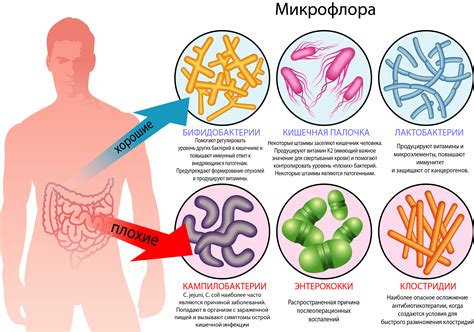 Бактериальная микрофлора кишечника