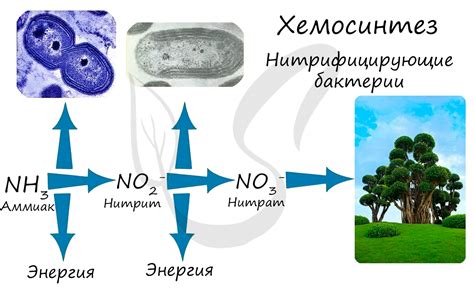 Бактерии и хемосинтез