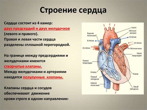 Бананы и их роль в работе сердца