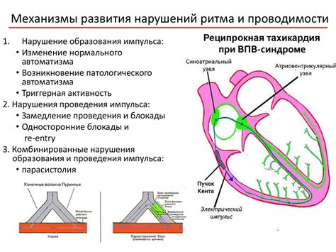 Бананы и нормализация сердечного ритма