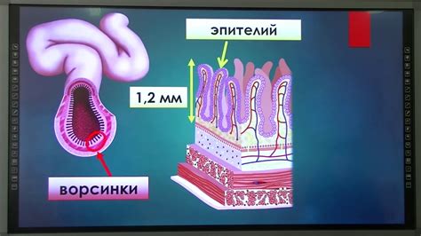 Бананы и регуляция пищеварения