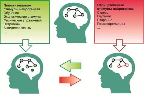 Бег активирует процессы нейрогенеза в мозге