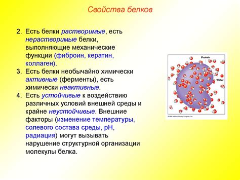 Белки: их структура и функции в организмах