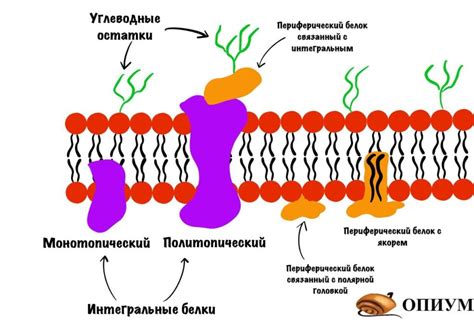 Белки мембраны и их функции