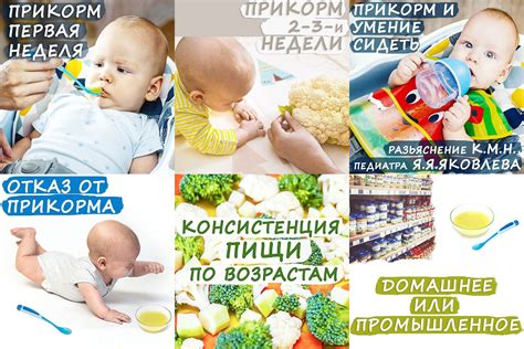 Белковые продукты для ниблера в 6 месяцев