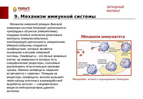 Белые рыцари иммунной системы