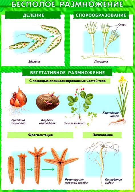 Бесполое размножение - определение, особенности и примеры