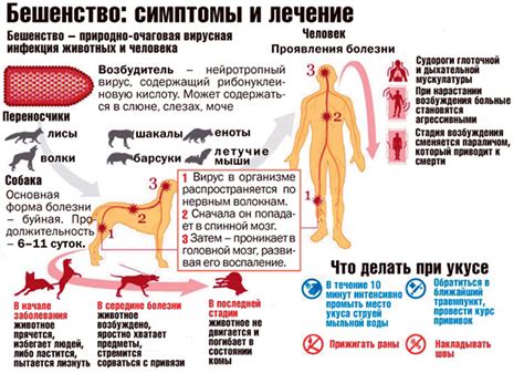 Бешенство: симптомы и распространение