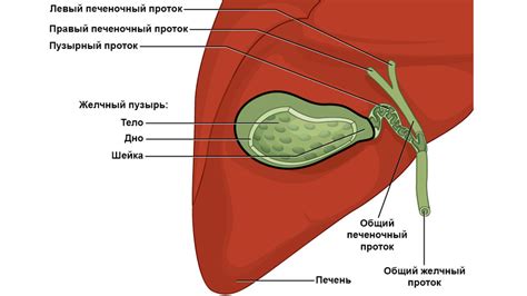 Билома ложа желчного пузыря