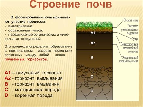 Биологическая активность в формировании гумуса