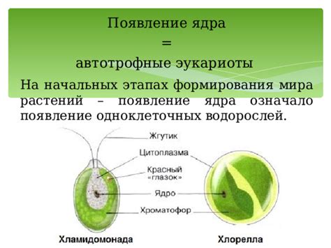 Биологическая значимость ядра водорослей