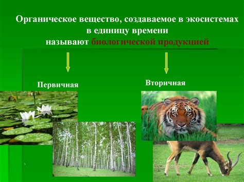 Биологическая продуктивность болот