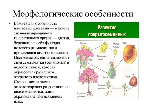 Биологические особенности генеративных органов у мужчин и женщин