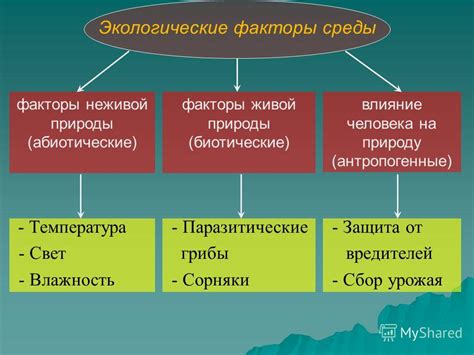 Биологические факторы, влияющие на прикрепление водорослей