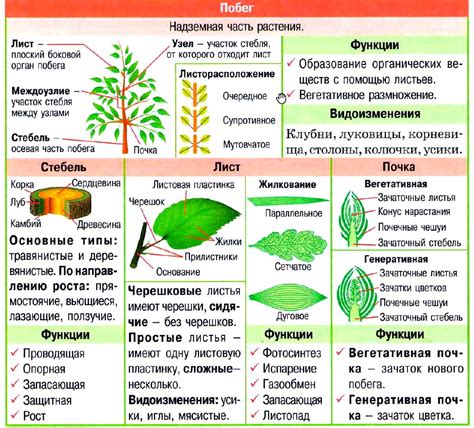 Биология 6 класс: что это такое