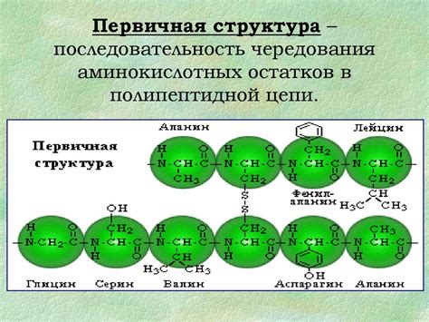 Биополимеры: основа органической жизни