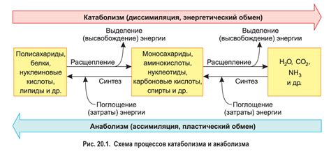 Биохимические процессы обмена веществ