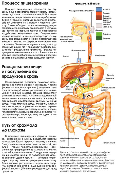 Благотворное воздействие сырой цветной капусты на пищеварительную систему