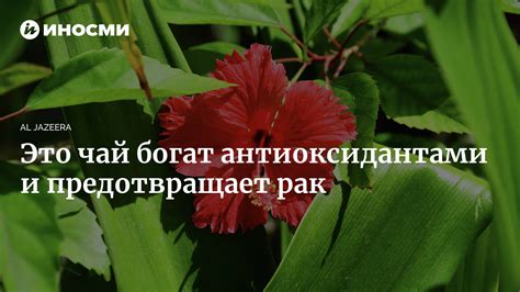 Богат антиоксидантами, предотвращает преждевременное старение