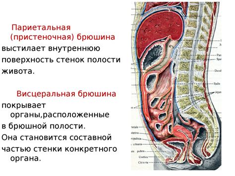 Брюшина: защита и опора органов