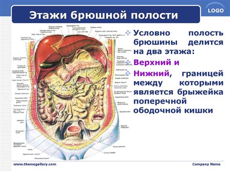 Брюшная полость: пространство для внутренних органов