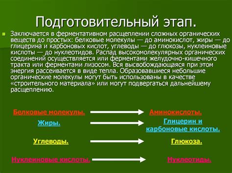 Важная роль подготовительного этапа для энергетического обмена