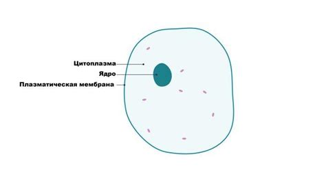 Важнейшие компоненты цитоплазмы