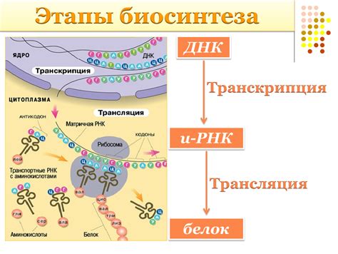 Важность биосинтеза белка для клетки