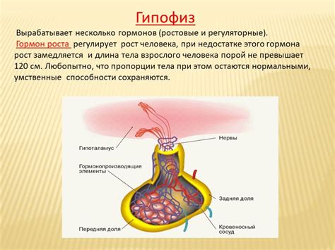 Важность гормонов в организме