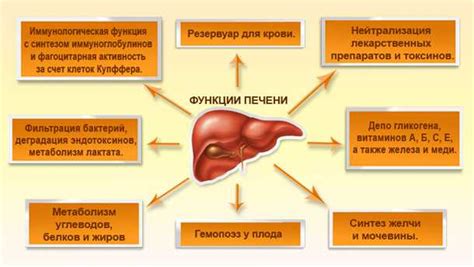 Важность деятельности печени