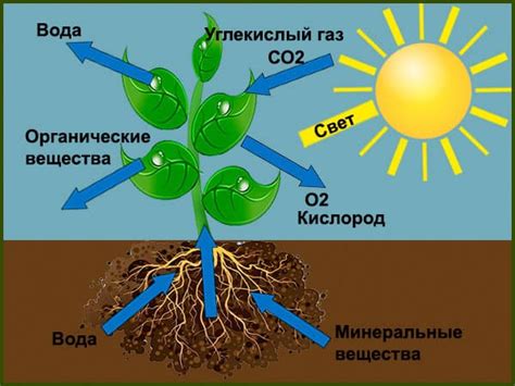 Важность для существования