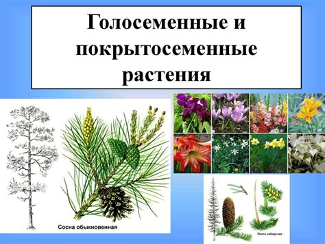 Важность изучения голосеменных и покрытосеменных растений в 6 классе