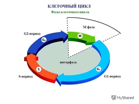 Важность изучения жизненного цикла клетки