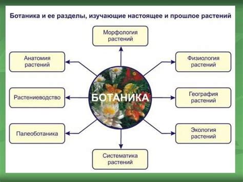 Важность изучения науки о растениях