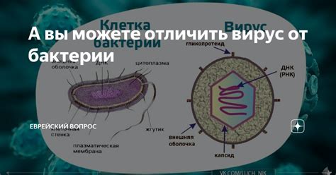 Важность изучения различий между бациллами и бактериями