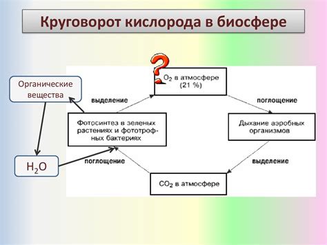 Важность и сходство углекислого газа и кислорода