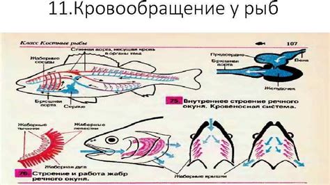 Важность качества воды для газообмена у рыб