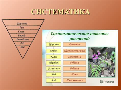 Важность классификации растений и животных по Линнею