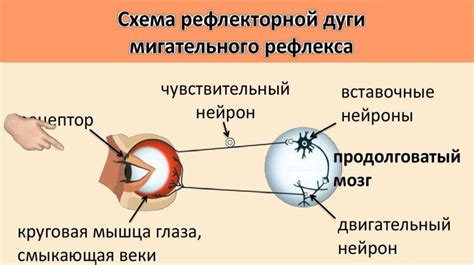 Важность мигательного рефлекса для зрения