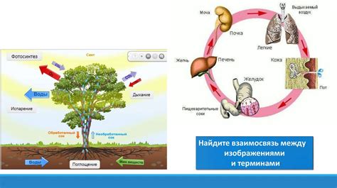 Важность обмена веществ для живых организмов