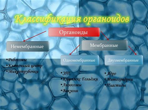 Важность общих органоидов для клеточной активности