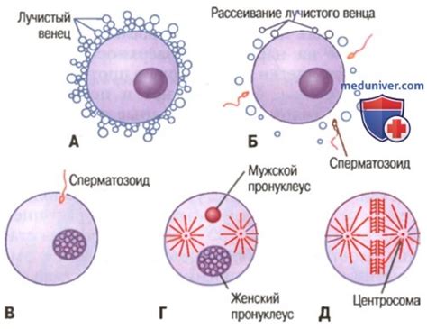 Важность оплодотворения для размножения