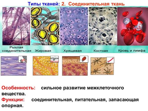 Важность основного вещества в соединительной ткани