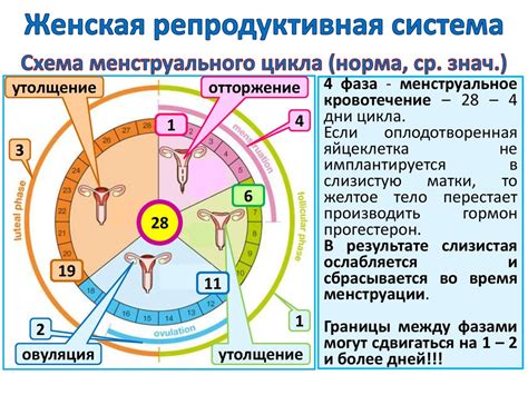 Важность репродуктивной системы